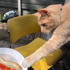 Meet your Posher, Austen